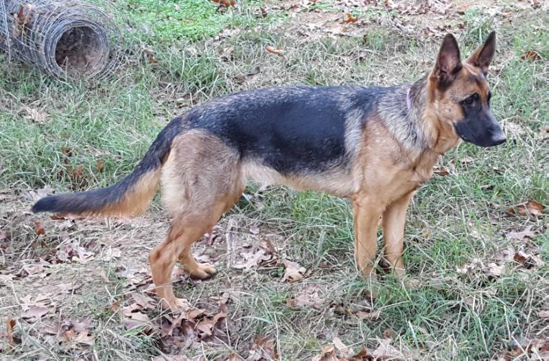 Zoey Von Carisa | German Shepherd Dog 