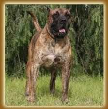 Tigalate del Calabazo | Perro de Presa Canario 