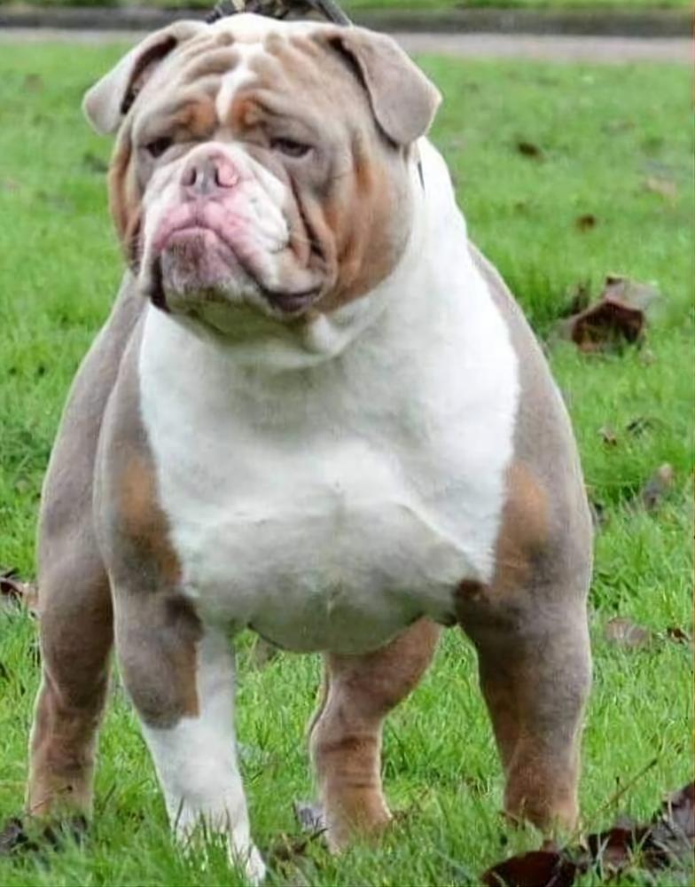 Groovy Bulls' Tom Cruise | Olde English Bulldogge 