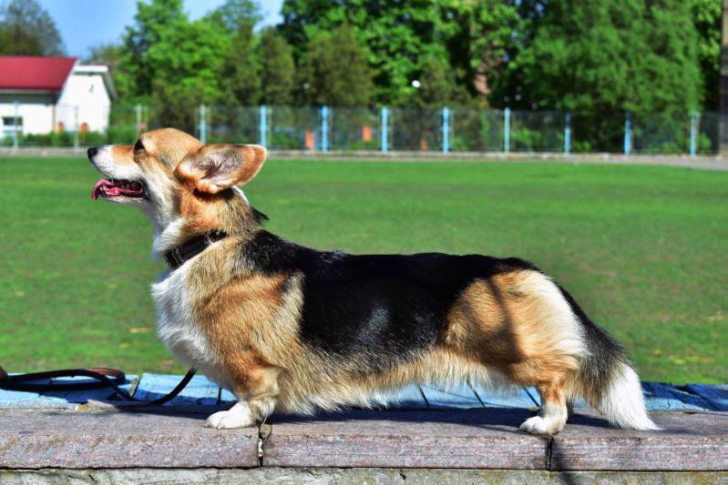 Happiness | Pembroke Welsh Corgi 