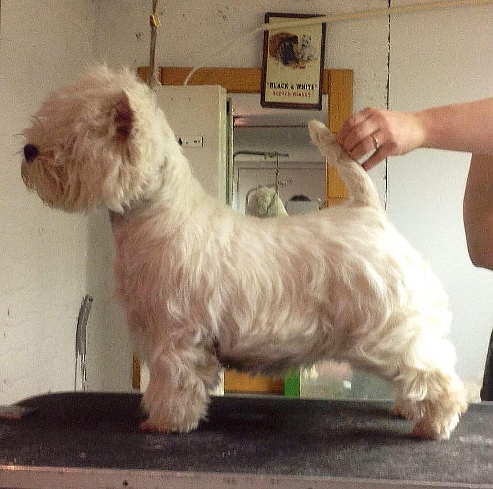 White Villan Xena | West Highland White Terrier 