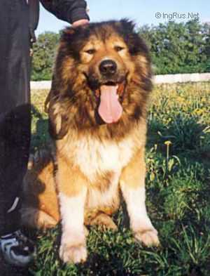 Gorets | Caucasian Mountain Dog 