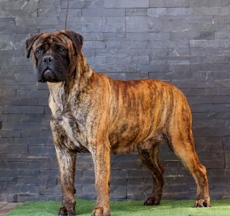 Hakabulls Toka Natua Copperbull´s | Bullmastiff 