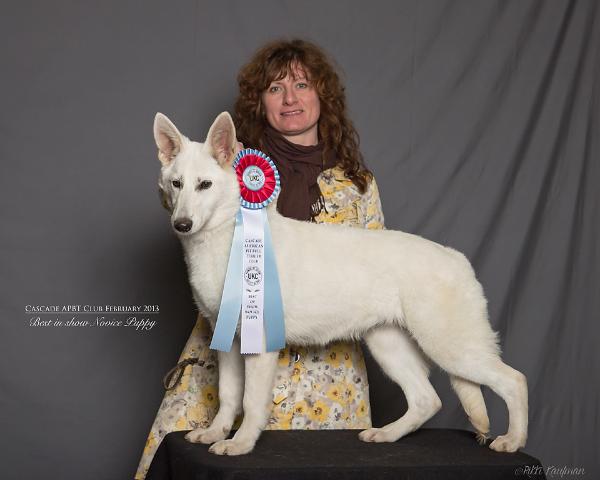 Parsons Voodoo Queen | White Swiss Shepherd Dog 