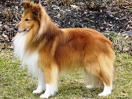 Starlight Kenna | Shetland Sheepdog 