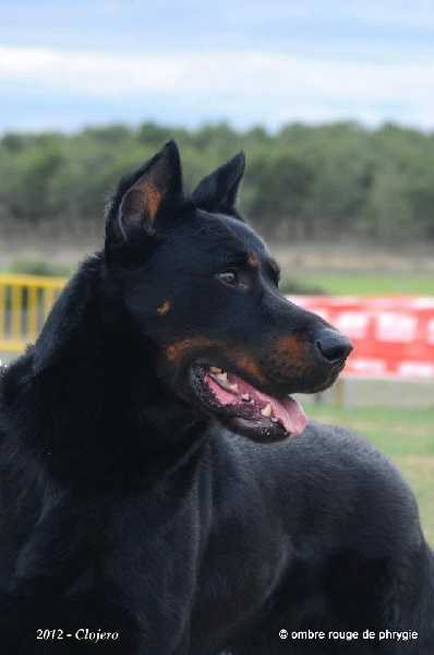 Durok de euskal herria | Beauceron 