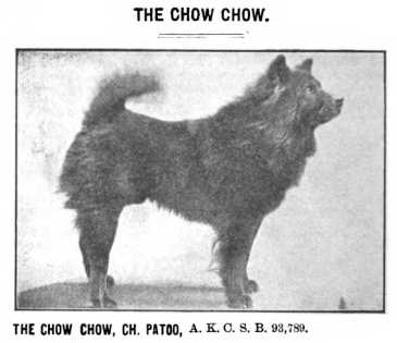 Patoo AKC SB 093789 | Chow Chow 