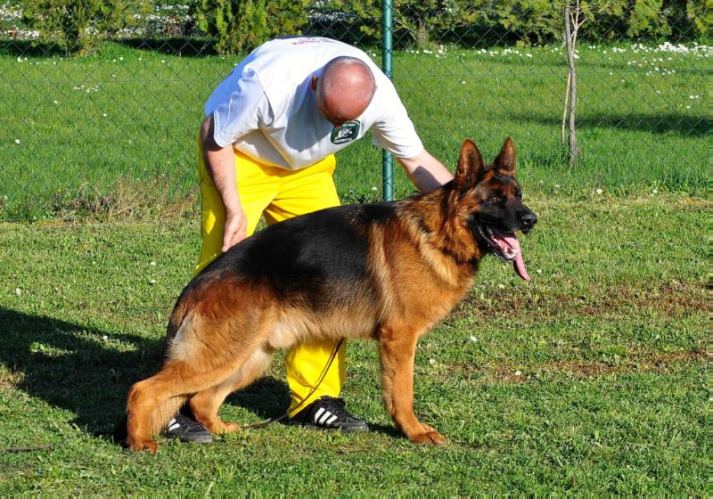 Hektor Fixfrutta | German Shepherd Dog 