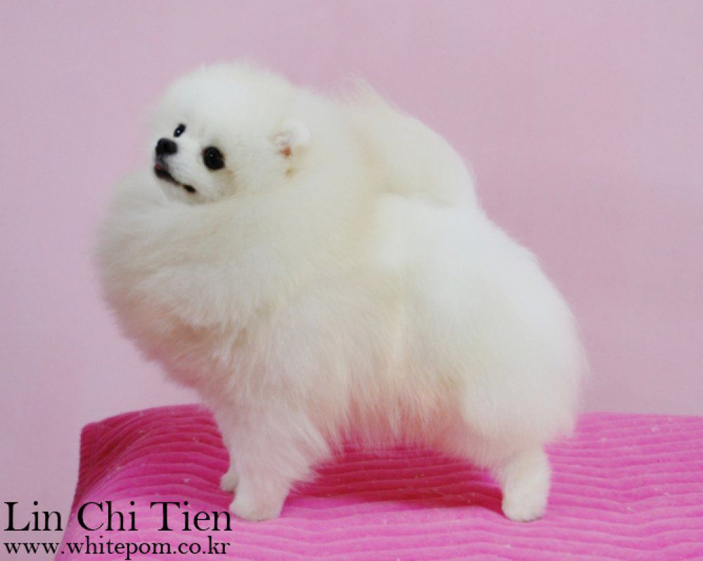 Dietz of Bo Zhong | Pomeranian 