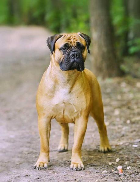 Lemabull Tapioka | Bullmastiff 