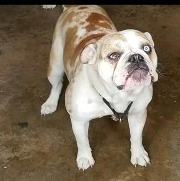 Bullmaster's Abigail | Olde English Bulldogge 