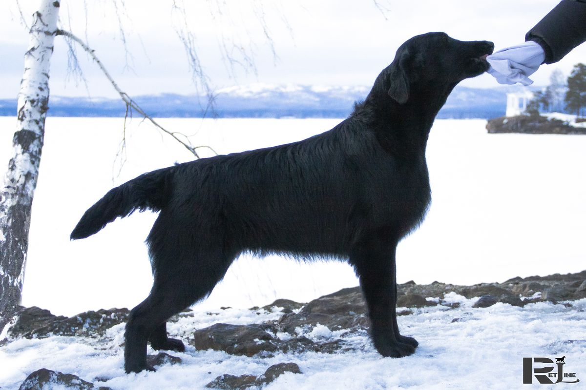 RETLINE REINCARNATION | Flat-Coated Retriever 