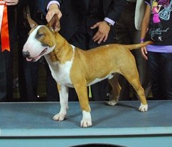 Atila scourge of God | Bull Terrier 