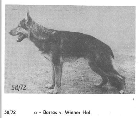 Barras vom Wiener-Hof | German Shepherd Dog 