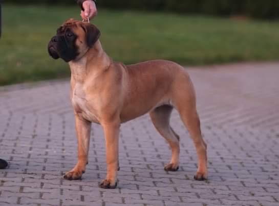 Fullhouse Bull’s Penelope Dream for Cooperdale | Bullmastiff 