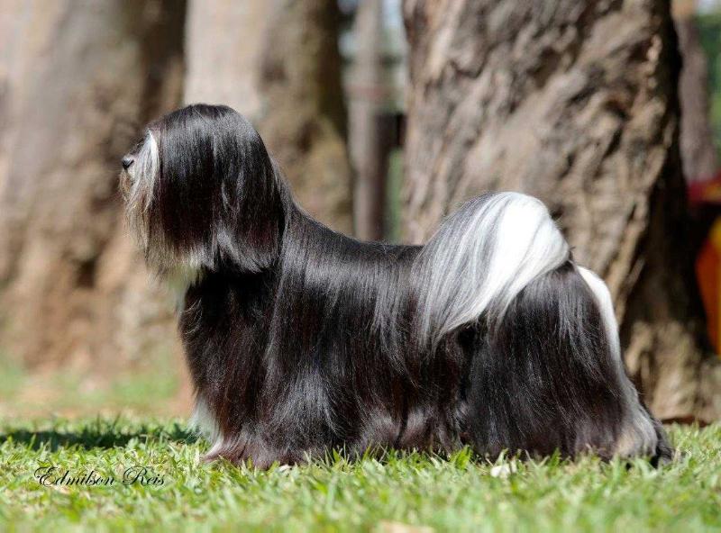 RMoretto Cane Black Sensation | Lhasa Apso 