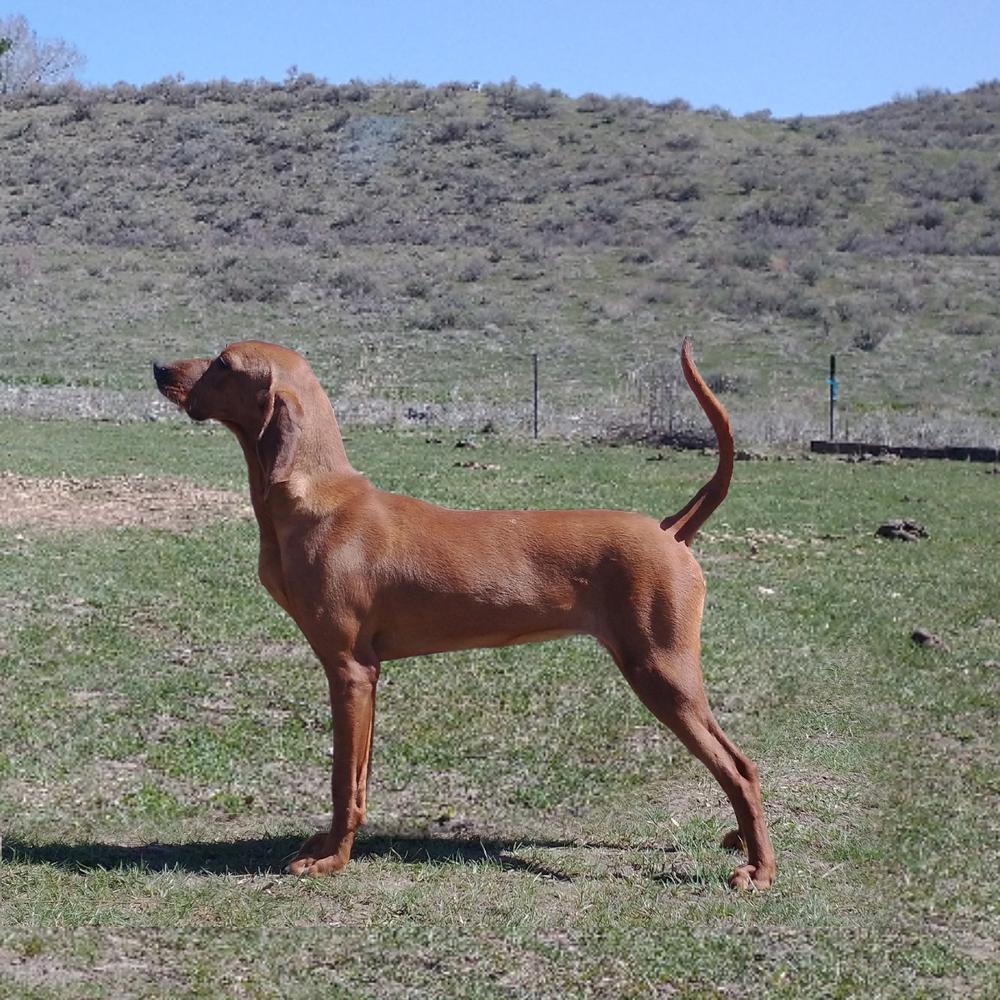 Regal-C Simon Says I'm All In On Red | Redbone Coonhound 