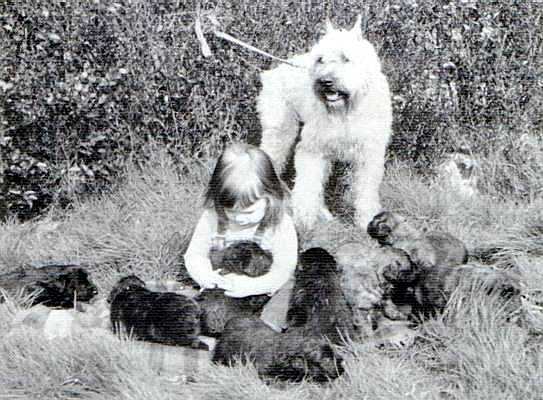 King v. Dafzicht | Bouvier des Flandres 