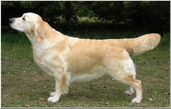 Dobro Eternal Flame | Golden Retriever 