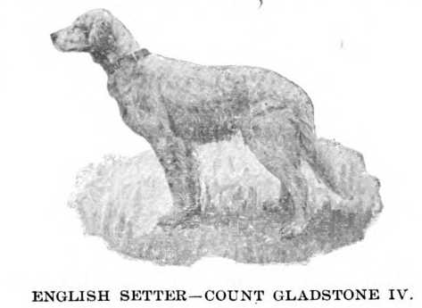 Count Gladstone IV | English Setter 