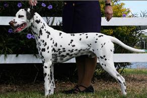 Woodwynd Dotters  Eagle Scout | Dalmatian 