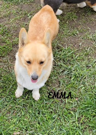 Elegant Emma Savannah Skies | Pembroke Welsh Corgi 