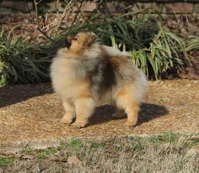 Springwood's If I Didn't Have You | Pomeranian 