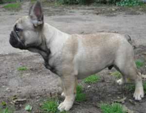 Bertuchi vilities | French Bulldog 