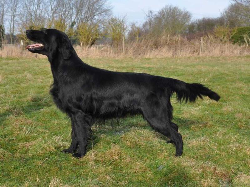 Steelriver Blazin Hot at Blacktoft | Flat-Coated Retriever 