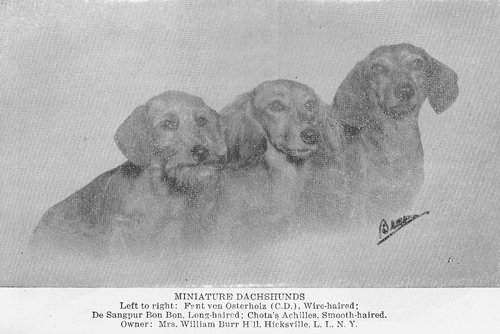Chota's Achilles | Dachshund 