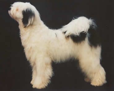 SCHANTI'S XARO LAMLEH | Tibetan Terrier 