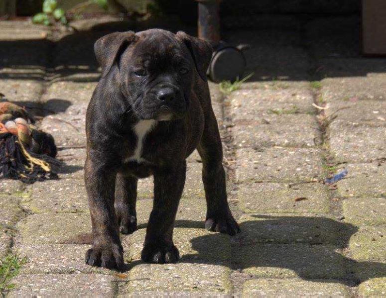 Catobulls Majse | Olde English Bulldogge 