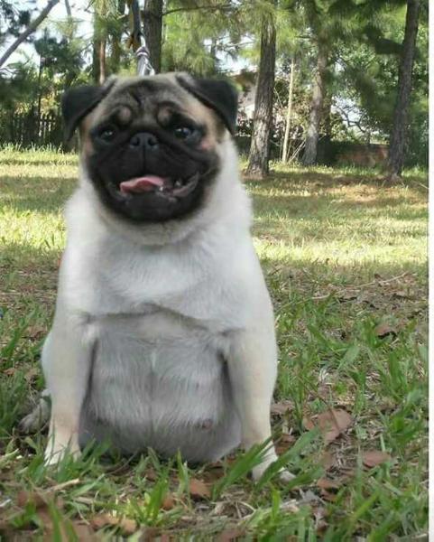 Lorrany Anjos do Sul | Pug 