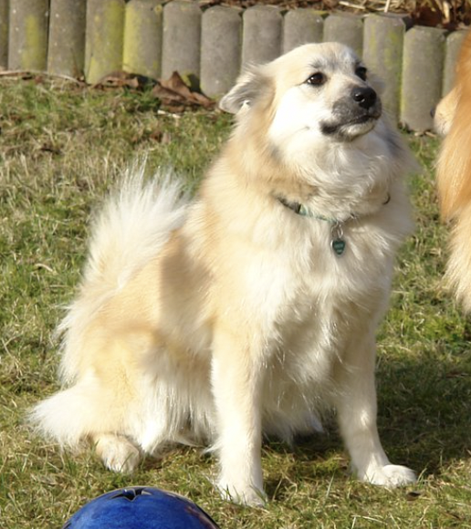 Bergdis von der Kinnwies | Icelandic Sheepdog 