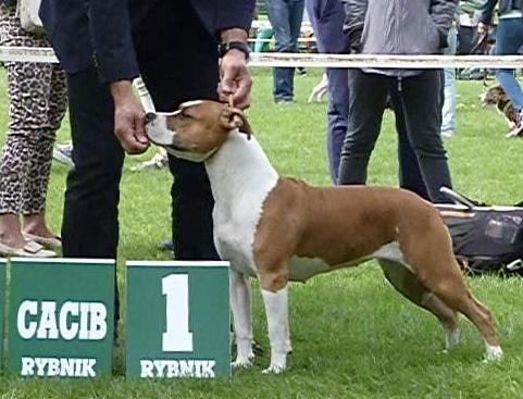 Fire Fox Ruffian Joannidis | American Staffordshire Terrier 