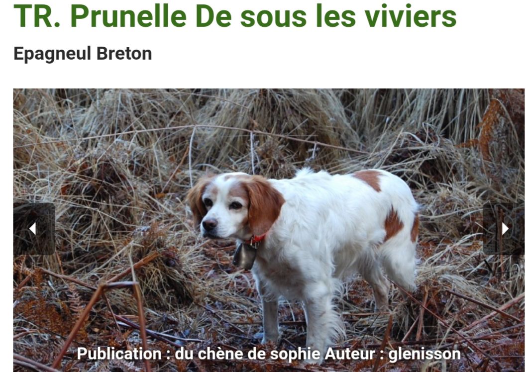 PRUNELLE de sous les Viviers | Brittany 