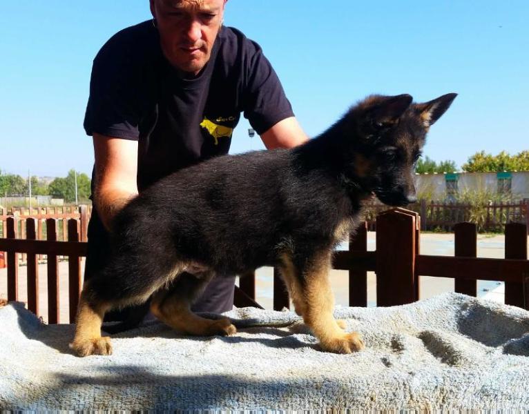 Rebell de Land-Kan | German Shepherd Dog 