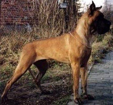 Pompea Flosculi St.Franciscus | Great Dane 