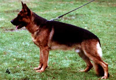 Tony von der Wienerau | German Shepherd Dog 