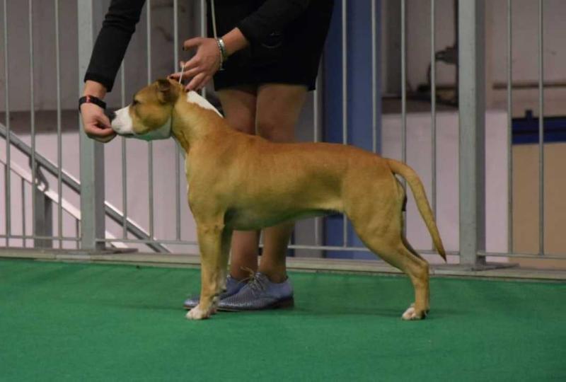 Ricchi's LB's Havana club | American Staffordshire Terrier 