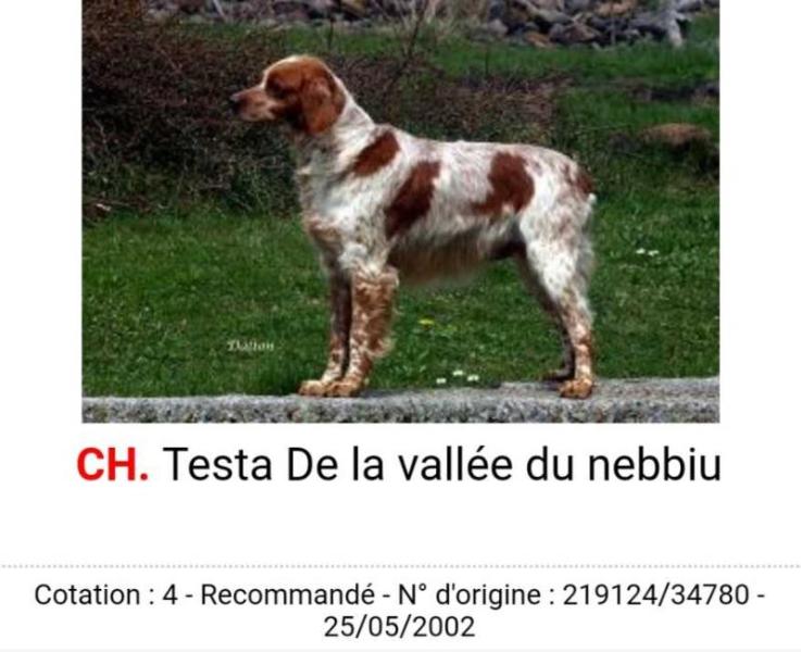 Testa de la Vallee du Nebbiu | Brittany 