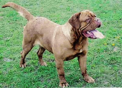 TANAKAJD SZEPE ABIGEL | Dogue de Bordeaux 