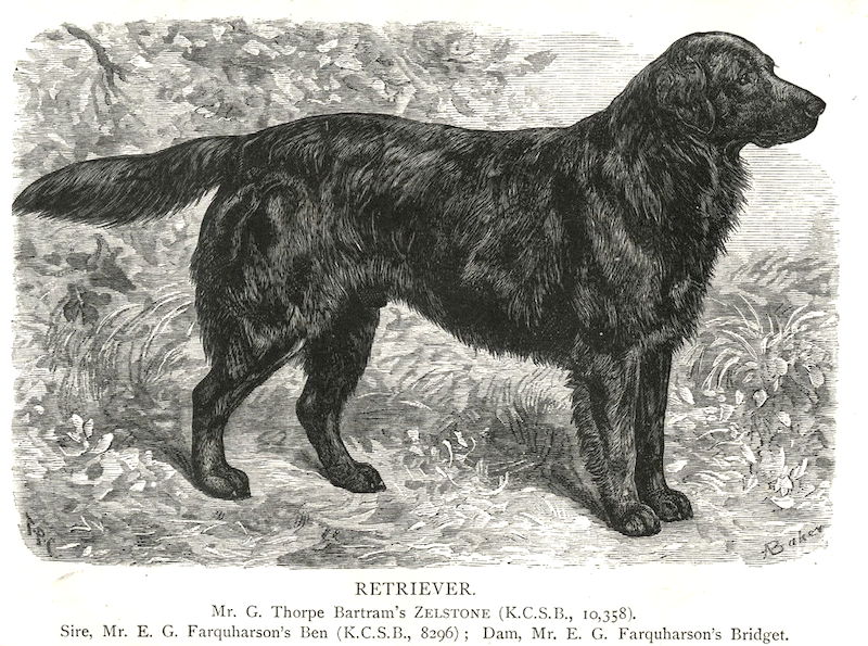 Zelstone [Mr. G. Thorpe Bartram's] | Flat-Coated Retriever 