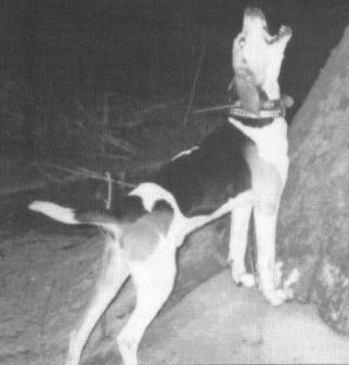 Finley River Zoom | Treeing Walker Coonhound 