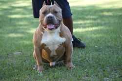 ECCB'S POPO | American Pit Bull Terrier 