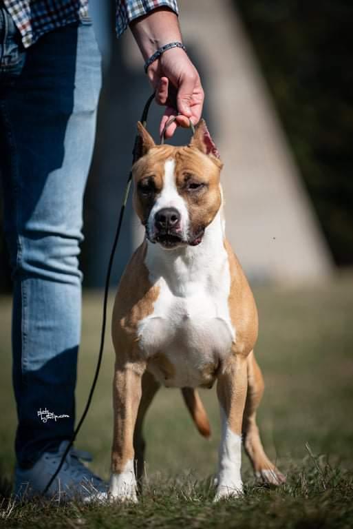 JC Ring Angels Never Alone | American Staffordshire Terrier 