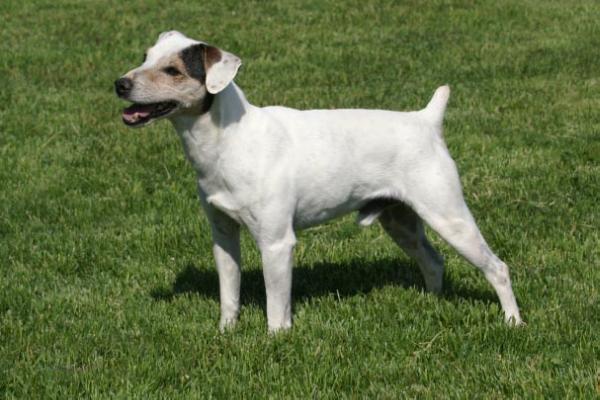 Cher Car’s Divine Mustang | Parson Russell Terrier 
