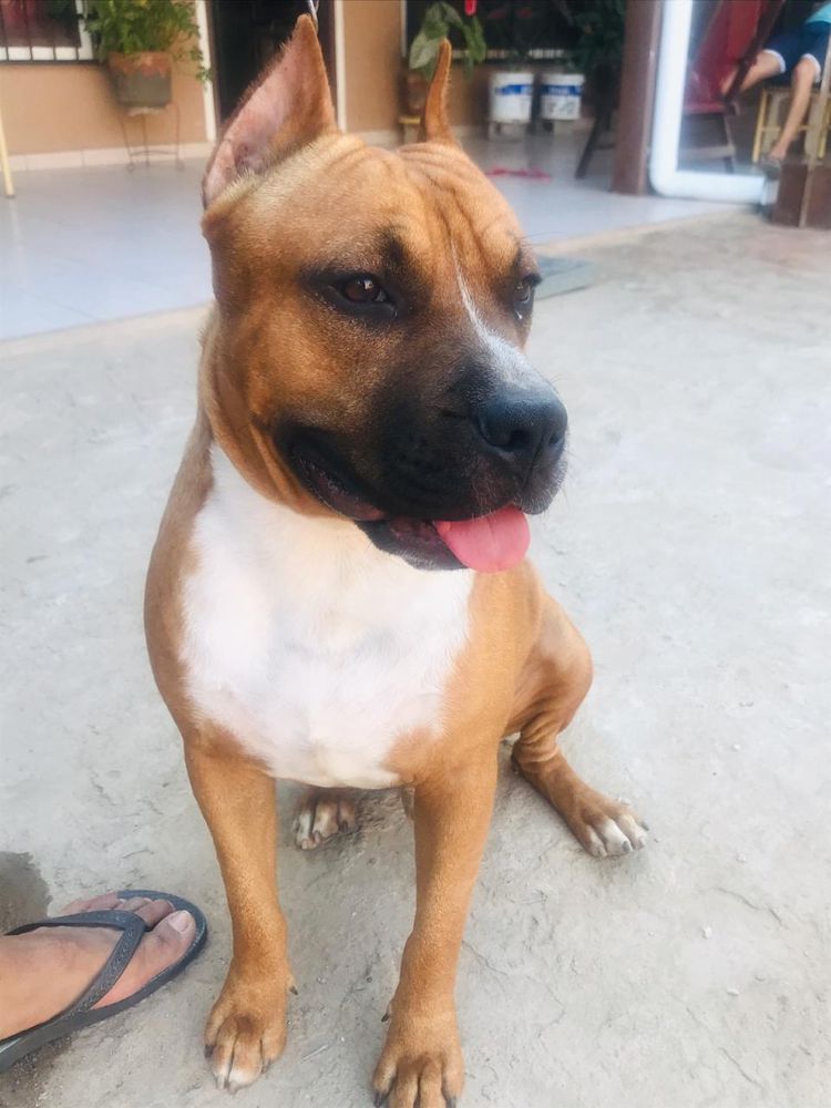 JASAR Hellboy | American Staffordshire Terrier 