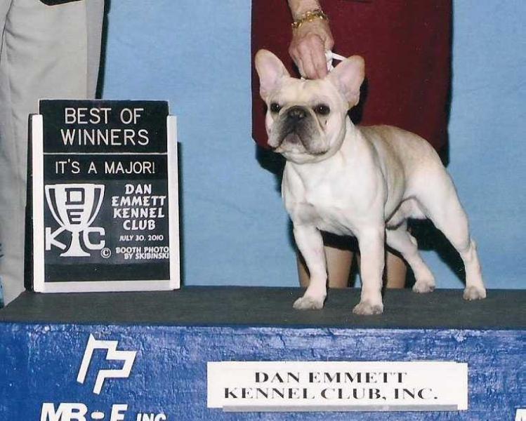 Mobulls Sam N Sawyers Final Copy | French Bulldog 