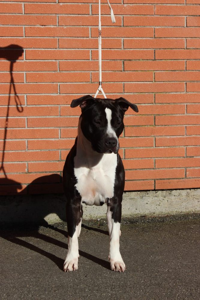 Other Paradise Day Of Divine Realm | American Staffordshire Terrier 